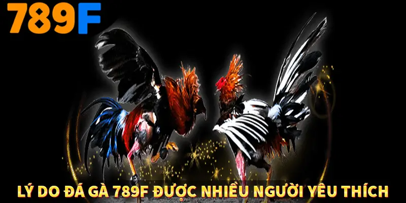 Lý do đá gà 789F được nhiều người yêu thích Lý do đá gà 789F được nhiều người yêu thích