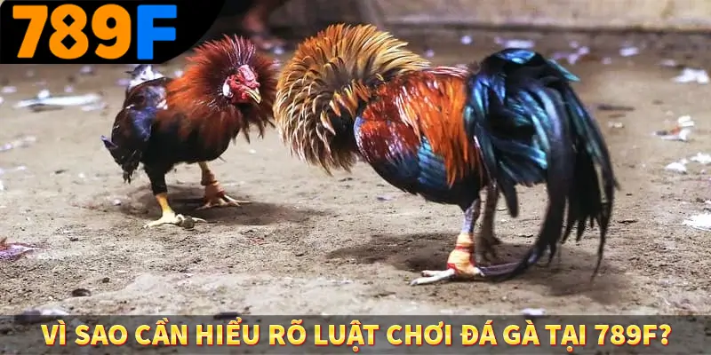 Vì sao cần hiểu rõ luật chơi đá gà tại 789F Vì sao cần hiểu rõ luật chơi đá gà tại 789F
