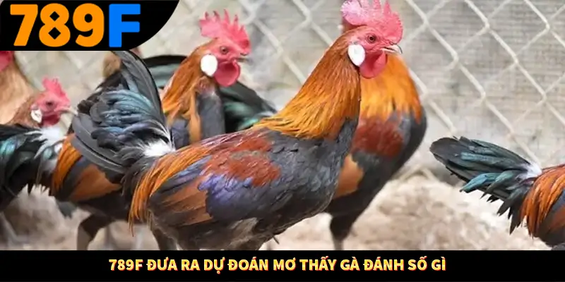 Mơ Thấy Ô Tô Đánh Số Gì - Luận Giải Chiêm Bao Với 789F 3 789F đưa ra dự đoán mơ thấy gà đánh số gì