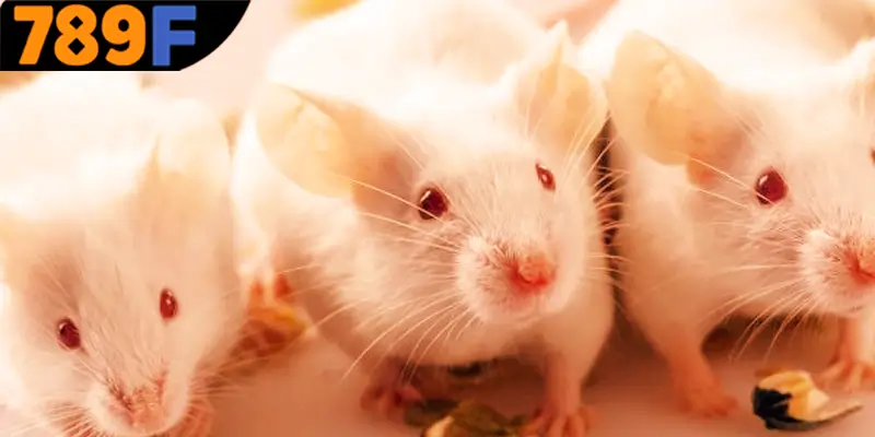 Mơ Thấy Ô Tô Đánh Số Gì - Luận Giải Chiêm Bao Với 789F 3 789F đưa ra những gợi ý may mắn nhất