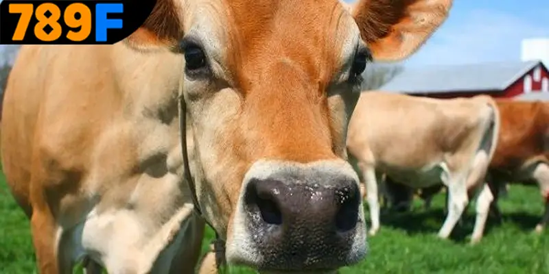 Mơ Thấy Ô Tô Đánh Số Gì - Luận Giải Chiêm Bao Với 789F 1 Giải mã về giấc mơ thấy con bò đánh số gì