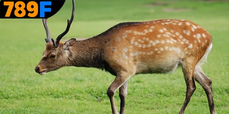 Chi tiết từng trường hợp khi mộng thấy nai 