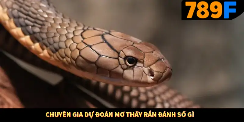 Chuyên gia dự đoán mơ thấy rắn đánh số gì