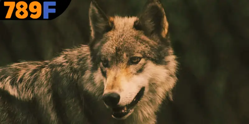 Cùng giải mã các tình huống mơ thấy con sói đánh số gì?