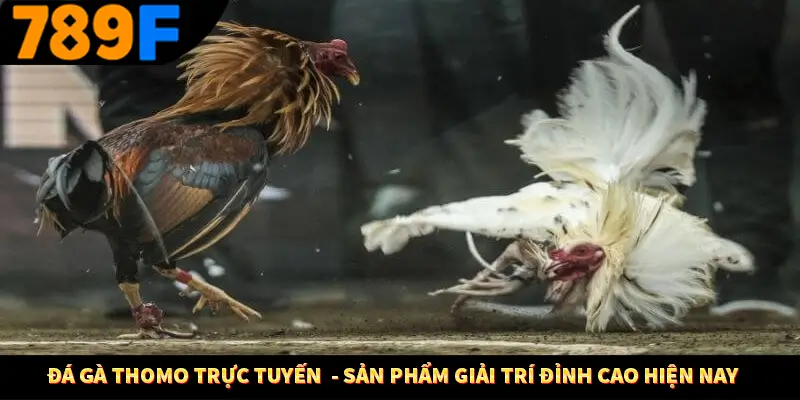 Đá Gà Cựa Sắt 789F - Sân Chơi Uy Tín Tỷ Lệ Cao Nhất Việt Nam 5 Đá Gà Thomo Trực Tuyến – Sản Phẩm Giải Trí Đỉnh Cao Ở 789F