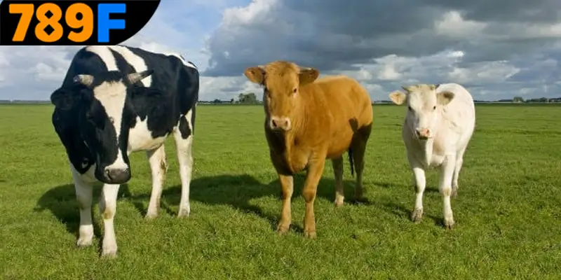 Mơ Thấy Ô Tô Đánh Số Gì - Luận Giải Chiêm Bao Với 789F 2 Diễn giải chi tiết về các giấc mộng thấy con bò