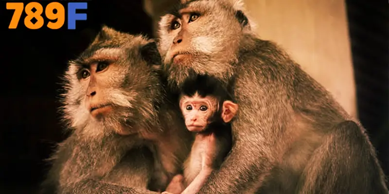 Giải mã giấc mơ thấy khỉ đánh số gì