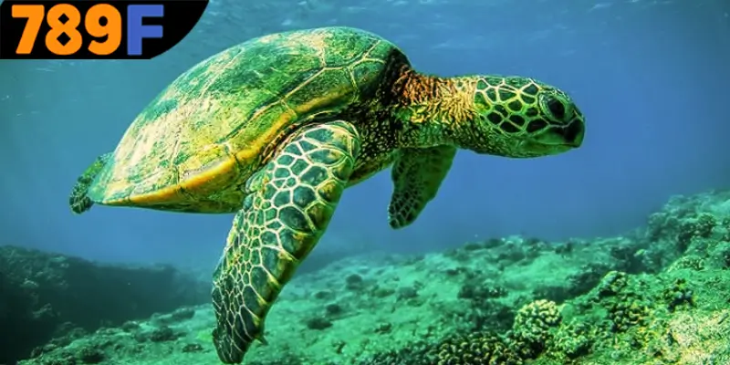 Giải mã về các giấc mơ khi thấy rùa cho hội viên