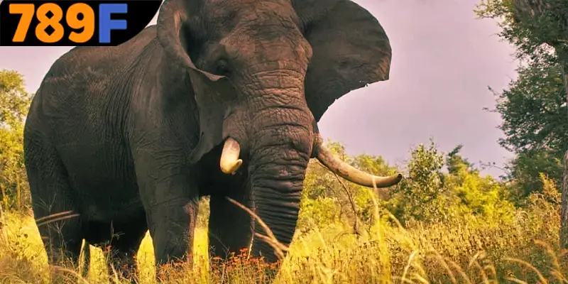 Mơ Thấy Ô Tô Đánh Số Gì - Luận Giải Chiêm Bao Với 789F 2 Giải mã về giấc mơ thấy con voi dành cho hội viên