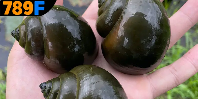 Mơ Thấy Ô Tô Đánh Số Gì - Luận Giải Chiêm Bao Với 789F 2 Giải mã ý nghĩa chi tiết của từng giấc mơ về ốc