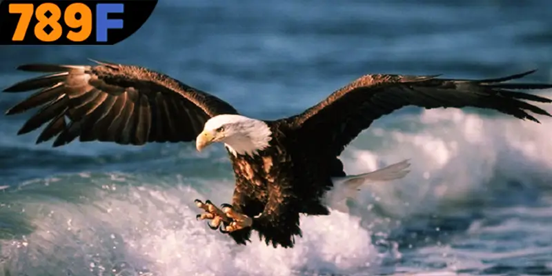 Giải thích từng giấc mơ thấy chim đánh số gì