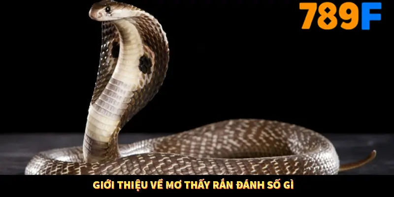 Giới thiệu về mơ thấy rắn đánh số gì