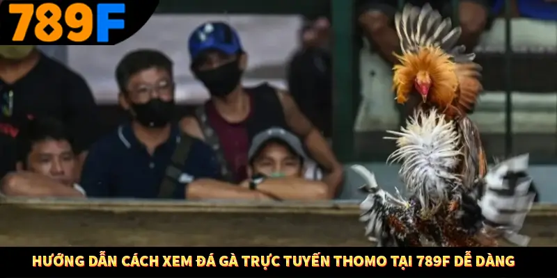 Hướng dẫn cách xem đá gà trực tuyến Thomo tại 789F dễ dàng