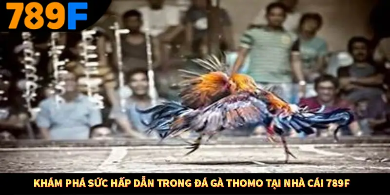 Khám phá sức hấp dẫn trong đá gà Thomo tại nhà cái 789F