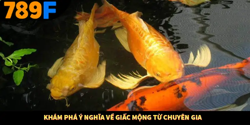 Khám phá ý nghĩa về giấc mộng từ chuyên gia