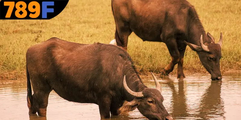 Mơ Thấy Ô Tô Đánh Số Gì - Luận Giải Chiêm Bao Với 789F 1 Luận giải mơ thấy trâu đánh số gì