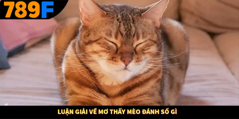 Luận giải về mơ thấy mèo đánh số gì