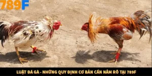 Luật Đá Gà - Những Quy Định Cơ Bản Cần Nắm Rõ Tại 789F