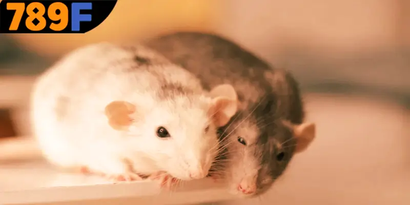 Mơ Thấy Ô Tô Đánh Số Gì - Luận Giải Chiêm Bao Với 789F 2 Lý giải những tình huống khi mơ thấy chuột đánh số gì