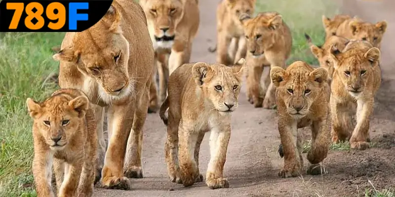 Mơ Thấy Ô Tô Đánh Số Gì - Luận Giải Chiêm Bao Với 789F 2 Lý giải thông điệp và con số may mắn từ giấc mơ thấy sư tử