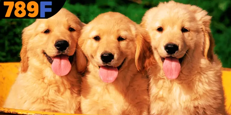 Mơ thấy chó đánh số gì? Giải mã ý nghĩa từng giấc mơ