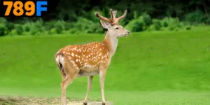 Mơ Thấy Con Nai Đánh Số Gì -Giải Mã Từng Trường Hợp Tại 789F