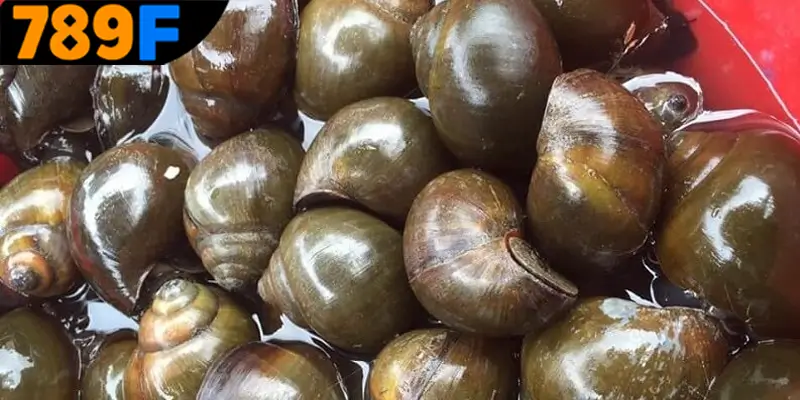 Mơ Thấy Ô Tô Đánh Số Gì - Luận Giải Chiêm Bao Với 789F 3 Mơ thấy con ốc đánh số gì để dễ dàng trúng lô