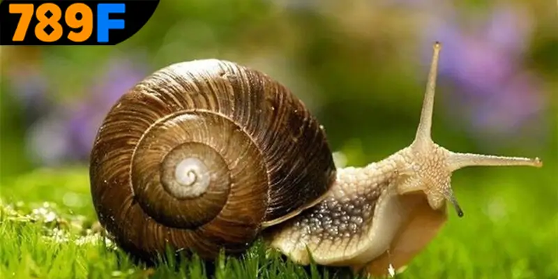 Mơ Thấy Ô Tô Đánh Số Gì - Luận Giải Chiêm Bao Với 789F 1 Mơ thấy con ốc đánh số gì? Ý nghĩa tổng quát của giấc mơ