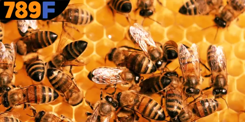 Mơ Thấy Ô Tô Đánh Số Gì - Luận Giải Chiêm Bao Với 789F 2 Mơ thấy con ong đánh số gì, khám phá về giấc mơ về ong