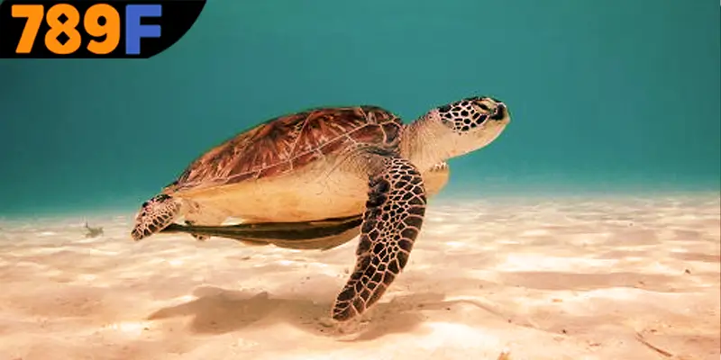 Mơ thấy con rùa đánh số gì - Những con số đem lại may mắn