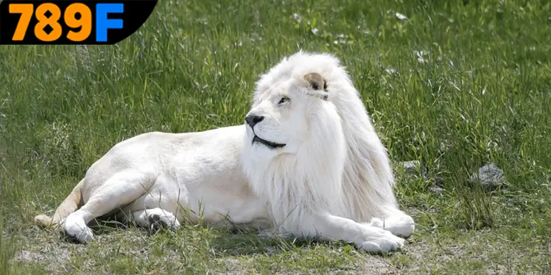 Mơ Thấy Ô Tô Đánh Số Gì - Luận Giải Chiêm Bao Với 789F 3 Mơ thấy con sư tử đánh số gì cũng những con lô quan trọng