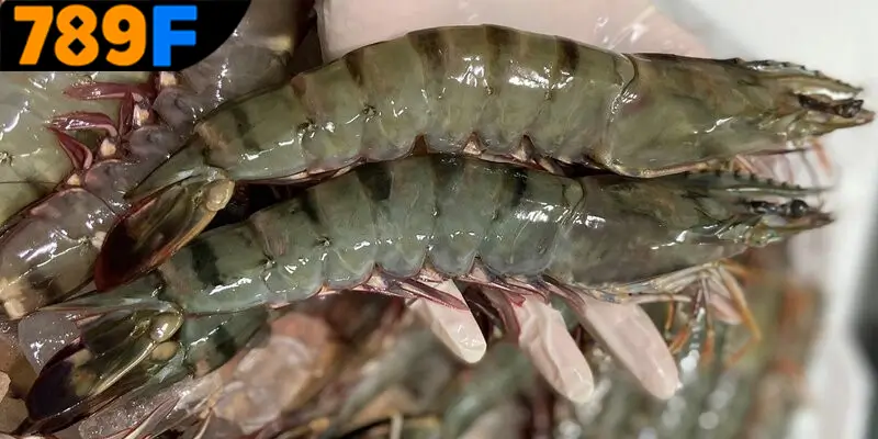 Mơ Thấy Ô Tô Đánh Số Gì - Luận Giải Chiêm Bao Với 789F 2 Mơ thấy con tôm đánh số gì? Thông điệp cụ thể từng giấc mơ