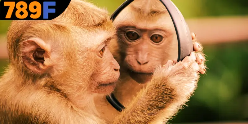 Mơ thấy khỉ đánh số gì để mang lại may mắn