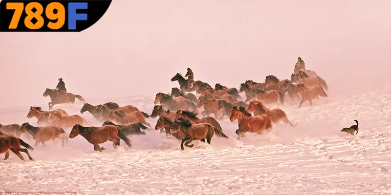 Mơ thấy ngựa đánh số gì và những con số tài lộc