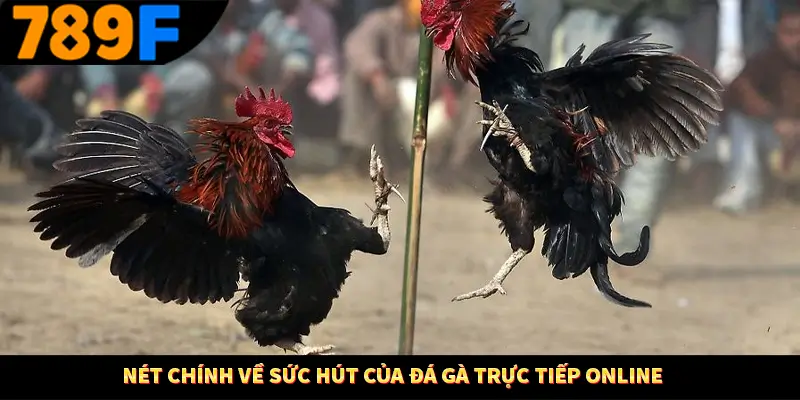 Nét chính về sức hút của đá gà trực tiếp online Nét chính về sức hút của đá gà trực tiếp online