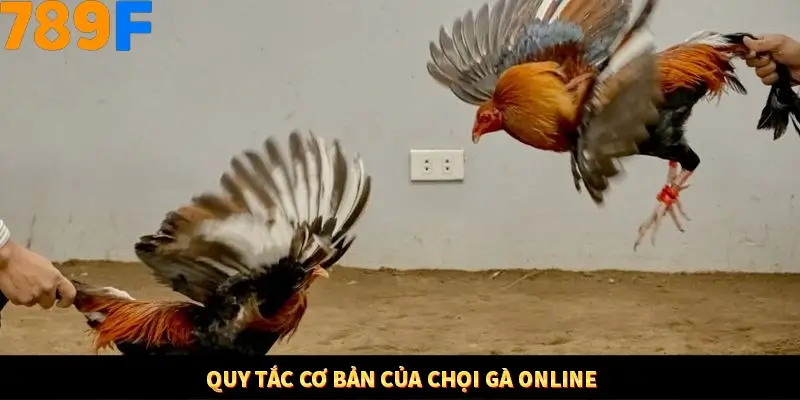 Quy tắc cơ bản của chọi gà online
