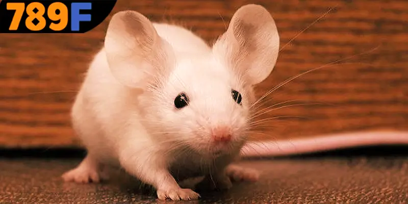 Mơ Thấy Ô Tô Đánh Số Gì - Luận Giải Chiêm Bao Với 789F 1 Thông điệp khi mơ thấy chuột đánh số gì?