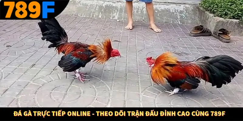 Đá Gà Trực Tiếp Online – Theo Dõi Trận Đấu Đỉnh Cao Tại 789F