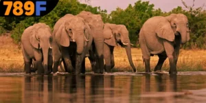 Mơ thấy con voi đánh số gì - ý nghĩa điềm báo về các con số