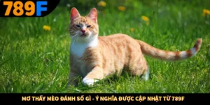 Mơ Thấy Mèo Đánh Số Gì - Ý Nghĩa Được Cập Nhật Từ 789F