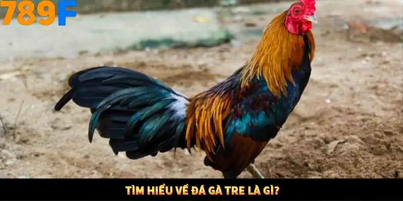 Tìm hiểu về đá gà tre là gì?