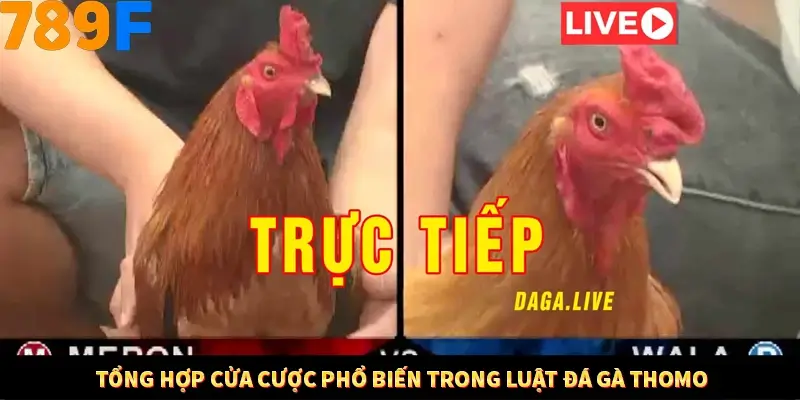 Tổng hợp cửa cược phổ biến trong luật đá gà Thomo