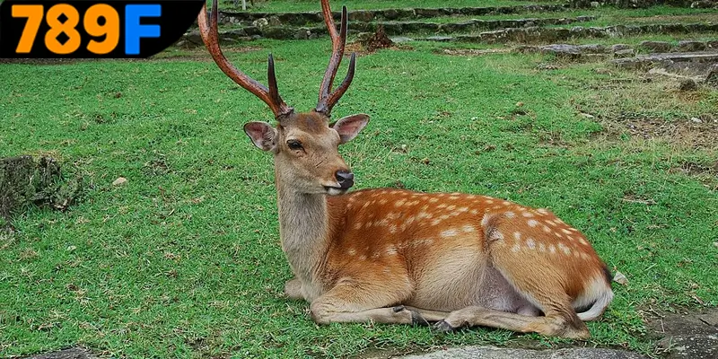 Tổng hợp những con số nên đánh khi mộng thấy nai