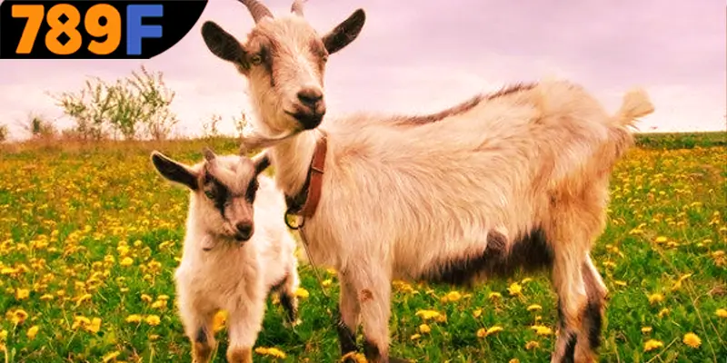 Tổng quan về giấc mộng hình ảnh con dê