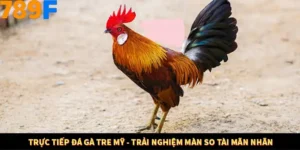 Trực Tiếp Đá Gà Tre Mỹ - Trải Nghiệm Màn So Tài Mãn Nhãn