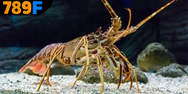 Mơ Thấy Ô Tô Đánh Số Gì - Luận Giải Chiêm Bao Với 789F 1 Ý nghĩa của giấc mơ con tôm theo từng khía cạnh cuộc sống